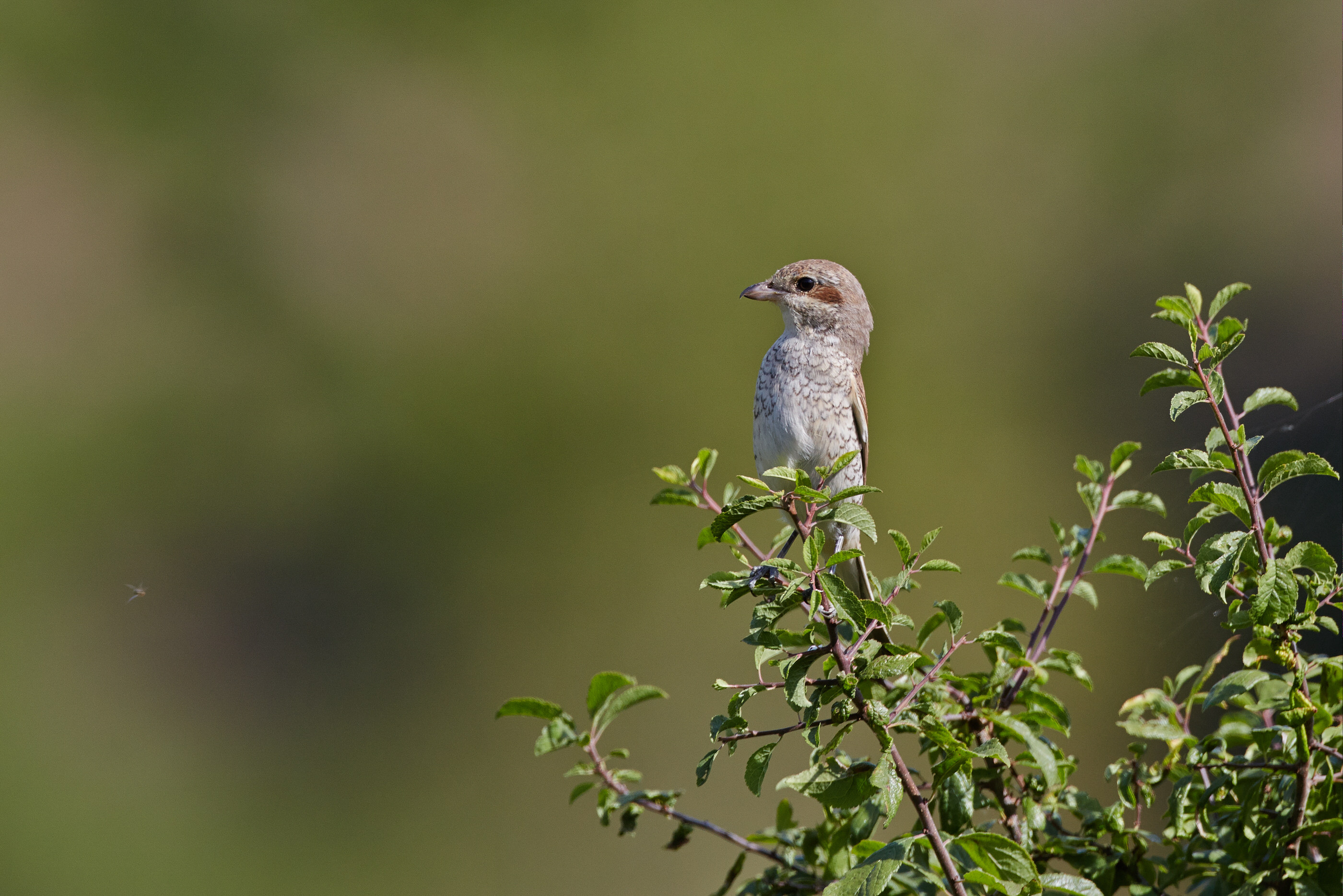 Lanius collurio   Neuntöter   0121